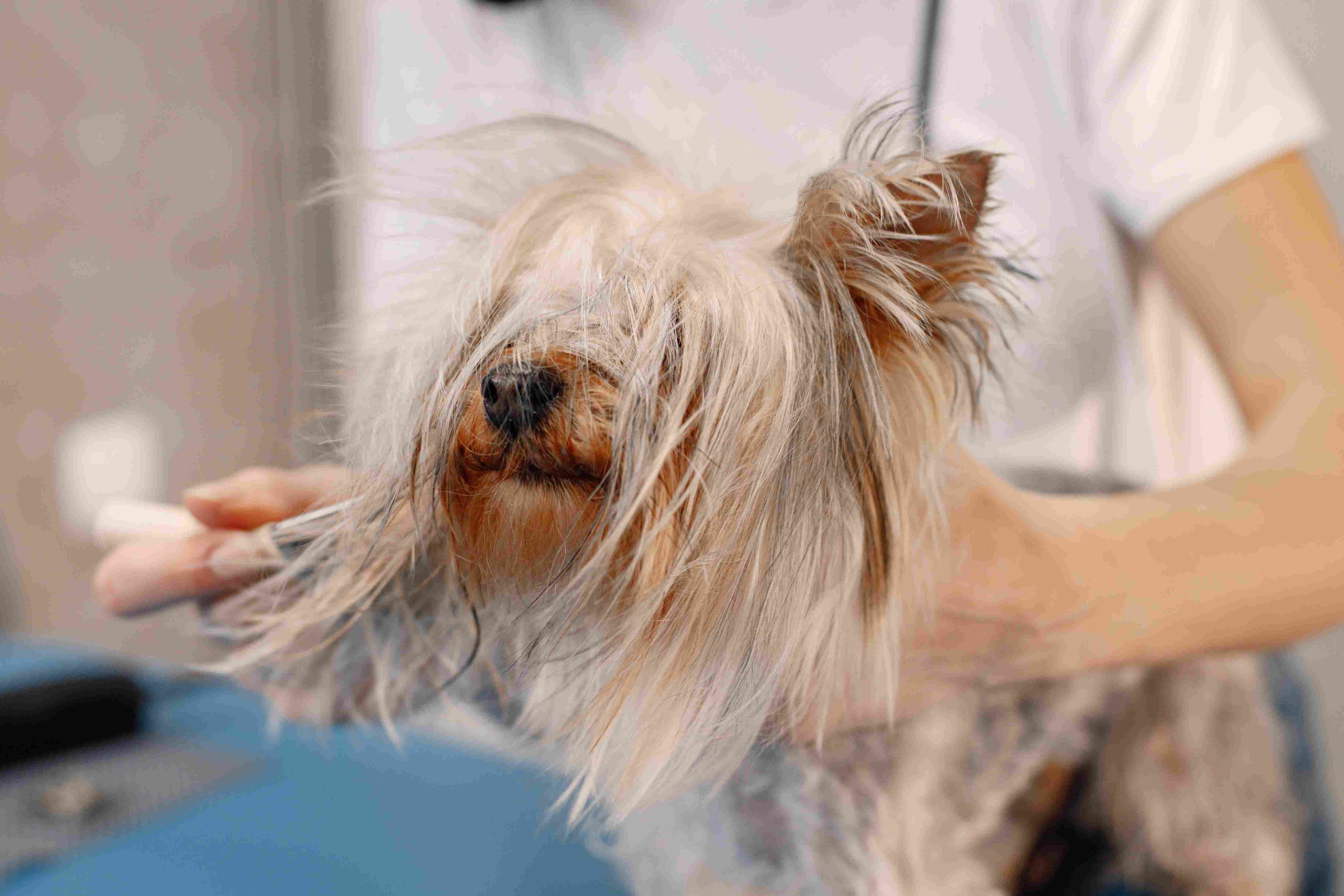 Breed-aware styling service